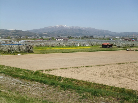 山形県河北町(山菜採り)