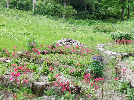 湯沢高原 アルプの里